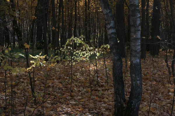 Paisagem Outono Parque Sokolniki Moscou Rússia — Fotografia de Stock