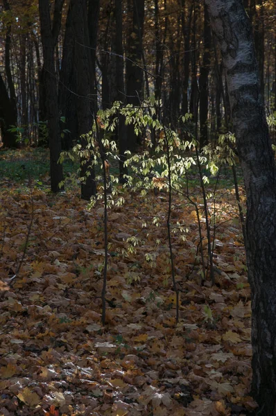 Paesaggio Autunnale Nel Parco Sokolniki Mosca Russia — Foto Stock