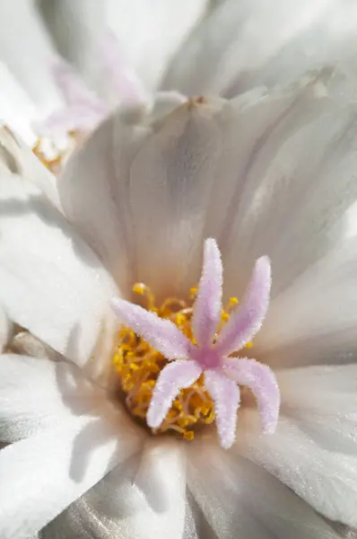 Turbinicarpus polaskii květiny — Stock fotografie