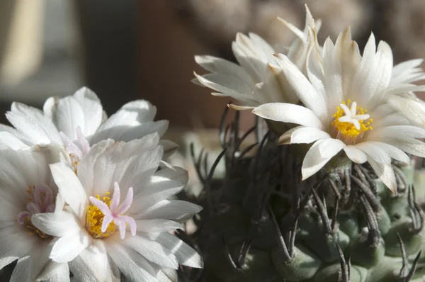 Flowering Turbinicarpus plants — Stock Photo, Image