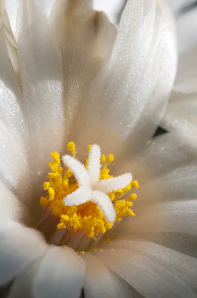 Turbinicarpus macrochele çiçek — Stok fotoğraf