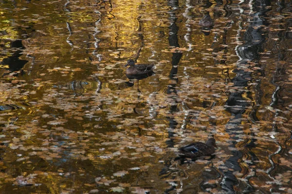 Enten Auf Einem Teich Sokolniki Park Moskau Russland — Stockfoto