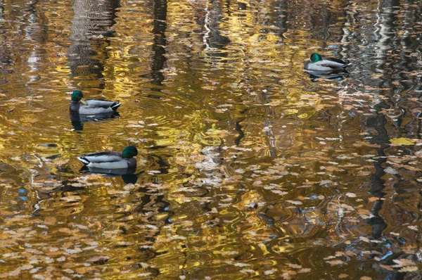 Patos Estanque Parque Sokolniki Moscú Rusia —  Fotos de Stock