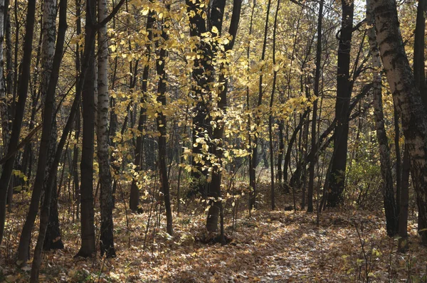 Paisagem Outono Parque Sokolniki Moscou Rússia — Fotografia de Stock