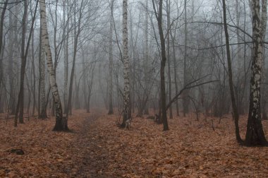 Moskova, Rusya 'daki Sokolniki parkında sonbahar manzarası sisli