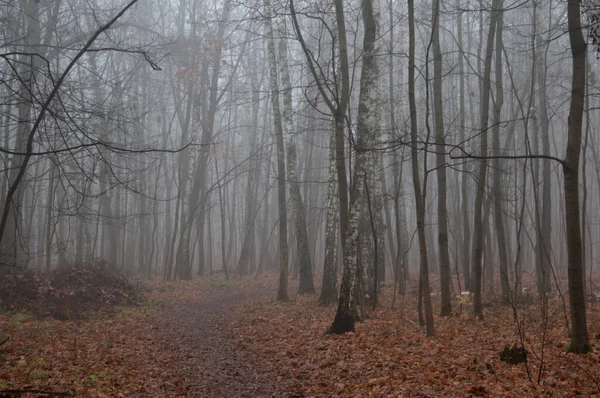 Herbstlandschaft Mit Nebel Sokolniki Park Moskau Russland — Stockfoto