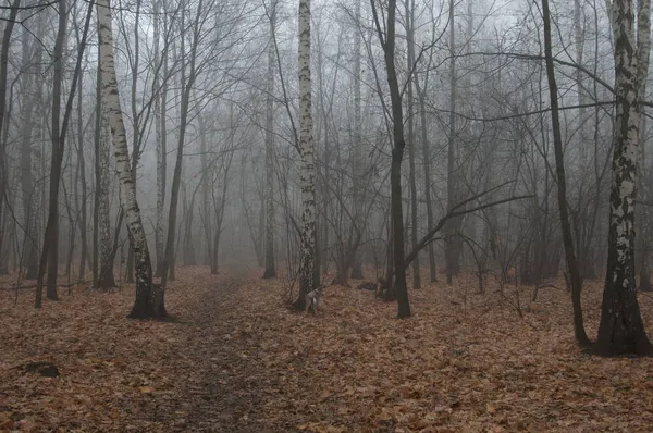 Paisagem Outono Com Nevoeiro Parque Sokolniki Moscou Rússia — Fotografia de Stock