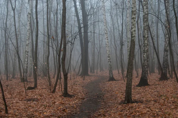 ロシアのモスクワのソコルニキ公園で霧と秋の風景 ストック画像