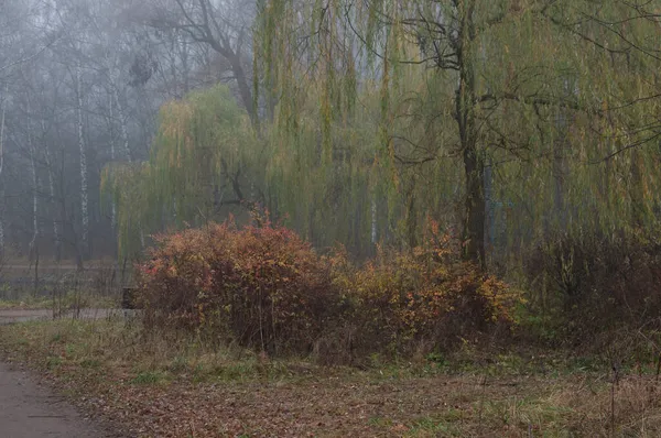 Herbstlandschaft Mit Nebel Sokolniki Park Moskau Russland — Stockfoto