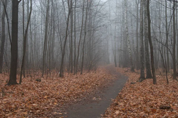 Paesaggio Autunnale Con Nebbia Nel Parco Sokolniki Mosca Russia — Foto Stock