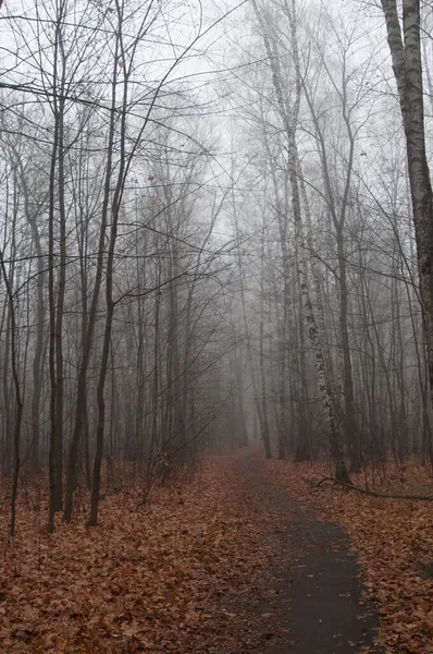 Herbstlandschaft Mit Nebel Sokolniki Park Moskau Russland — Stockfoto