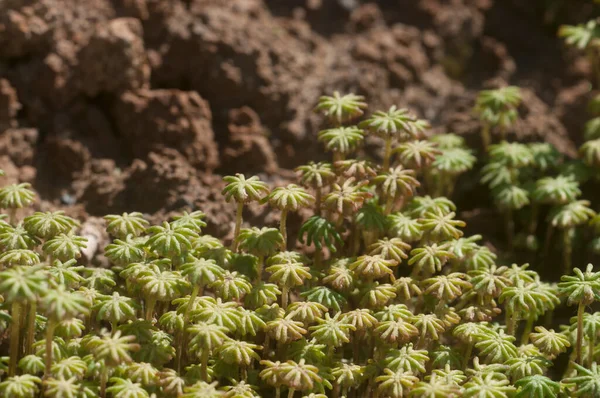 Marchantia Polymorpha Liverwort Gros Plan — Photo