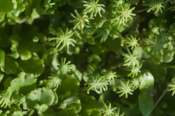 Marchantia Polymorpha Liverwort Gros Plan — Photo