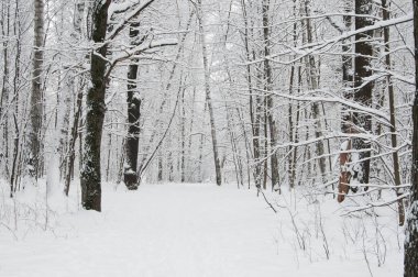 Kar fırtınasından sonra parkı olan kış manzarası. Sokolniki Parkı, Moskova, Rusya