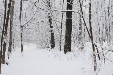 Kar fırtınasından sonra parkı olan kış manzarası. Sokolniki Parkı, Moskova, Rusya
