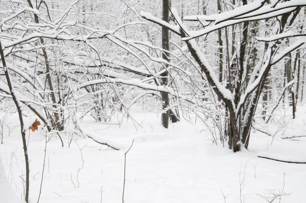 Zimowy Krajobraz Parkiem Śnieżycy Sokolniki Moskwa Rosja — Zdjęcie stockowe