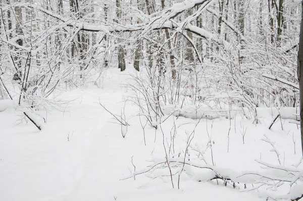 Paisaje Invernal Con Parque Después Tormenta Nieve Parque Sokolniki Moscú — Foto de Stock