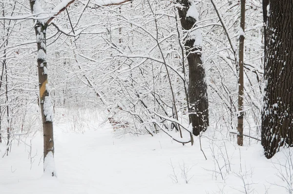 Paisaje Invernal Con Parque Después Tormenta Nieve Parque Sokolniki Moscú — Foto de Stock