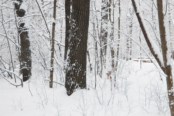 Paisaje Invernal Con Parque Después Tormenta Nieve Parque Sokolniki Moscú — Foto de Stock