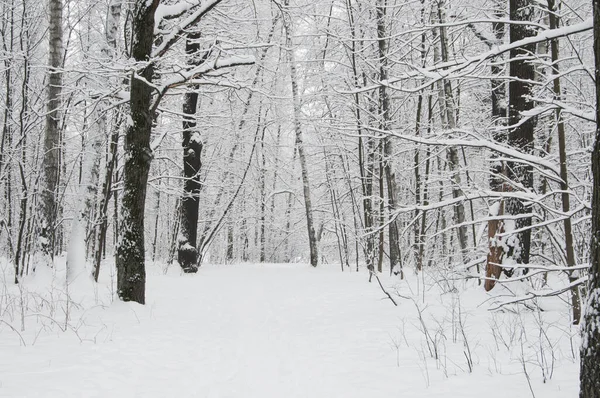 Zimní Krajina Parkem Sněhové Bouři Sokolniki Park Moskva Rusko Stock Fotografie