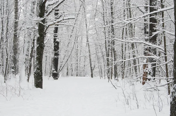 Paesaggio Invernale Con Parco Dopo Tempesta Neve Parco Sokolniki Mosca Foto Stock