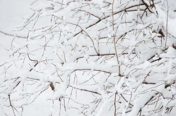 Bush Schnee Nahaufnahme Lokaler Fokus — Stockfoto