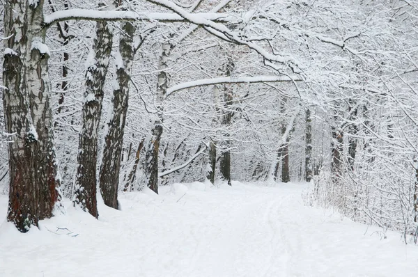 Paisaje Invernal Con Parque Después Tormenta Nieve Parque Sokolniki Moscú — Foto de Stock