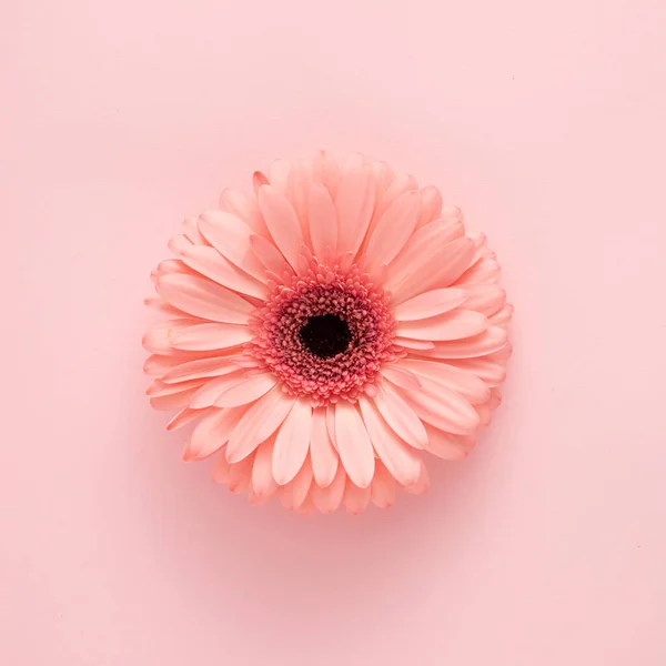 Pembe arka plana karşı pembe taze çiçek. Asgari doğa ya da Anneler Günü konsepti. Düz yatıyordu.