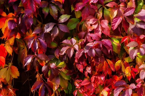 Virginia Schlingpflanze Geht Leuchtend Herbstrote Blätter Natürlicher Hintergrund Die Wand — Stockfoto