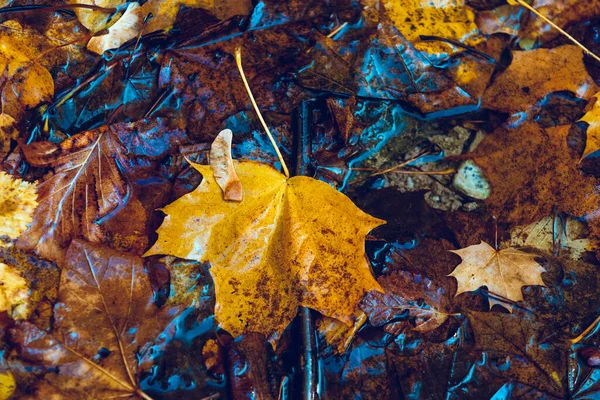 Heller Herbsthintergrund Ahornblatt Pfütze Weiche Naturtapete Nasse Orangefarbene Blätter Regen — Stockfoto