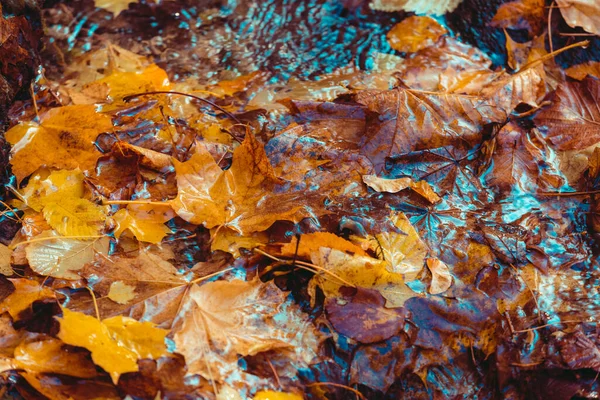 Heller Herbsthintergrund Ahornblatt Pfütze Weiche Naturtapete Nasse Orangefarbene Blätter Regen — Stockfoto