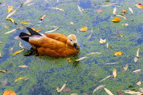 Ruddy shelduck en el agua en hermosas hojas de otoño — Foto de Stock