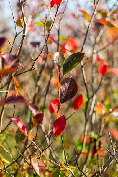 Herbst lebendiger natürlicher Hintergrund — Stockfoto