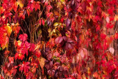 Virginia sürüngeni ayrılıyor. Parlak sonbahar kırmızı yaprakları. Doğal arka plan. Duvar sarmaşıkla kaplıydı.