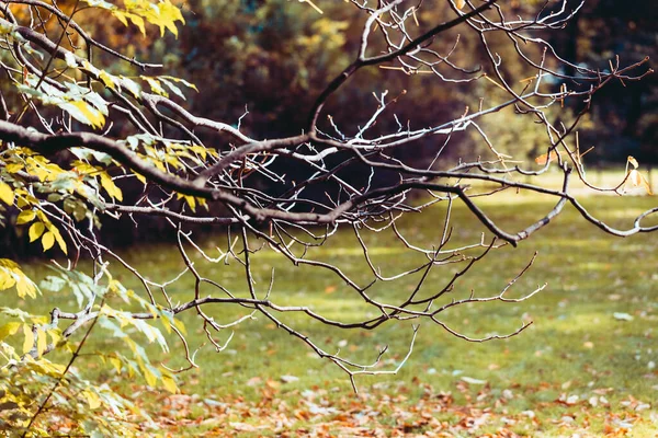 Bare autumn branches. Sunny autumn landscape in the park. Beautiful autumn wallpaper. Tree in the garden in the sun