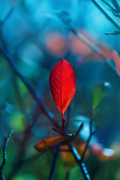 Outono fundo natural vívido — Fotografia de Stock
