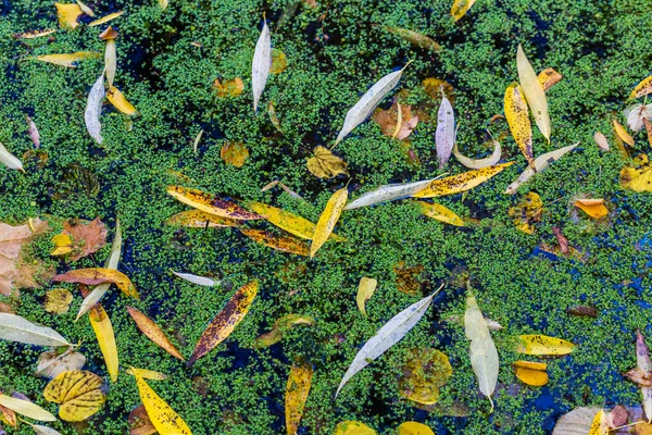 Gelbe Blätter auf dem Wasser — Stockfoto