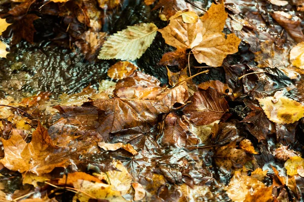 Maple leaf in puddle — Stock Photo, Image