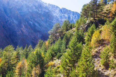 Dağlarda bir orman. Parlak çam ağaçları ve sonbahar sarı yaprak döken ağaçlar. Kafkasya dağlarında güzel güneşli bir manzara, Rusya