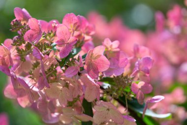 Yumuşak güneş ışığı altında narin pembe ortanca çiçekleri. Parlak çiçek arkaplanı. Romantik düğün tatili duvar kağıdı. Hassas makro yapraklar. Tebrik kartı