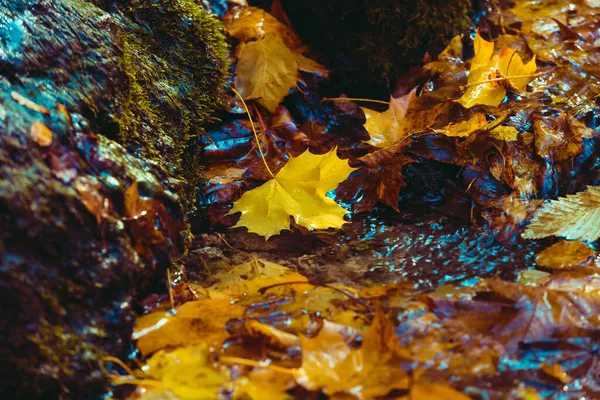 Heller Herbsthintergrund Ahornblatt Pfütze Weiche Naturtapete Nasse Orangefarbene Blätter Regen — Stockfoto