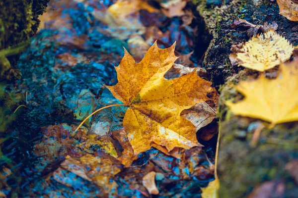 Heller Herbsthintergrund Ahornblatt Pfütze Weiche Naturtapete Nasse Orangefarbene Blätter Regen — Stockfoto