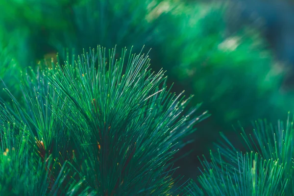 Erdei Háttér Fenyőtűk Karácsonyfa Ágak Természet Újévi Koncepció Ünnepi Dizájn — Stock Fotó
