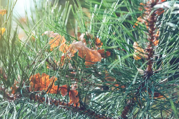 Grüne Kiefern Mit Herbstblättern Waldhintergrund Von Tannennadeln Sonnenlicht Weihnachtsbaumzweige Natur — Stockfoto