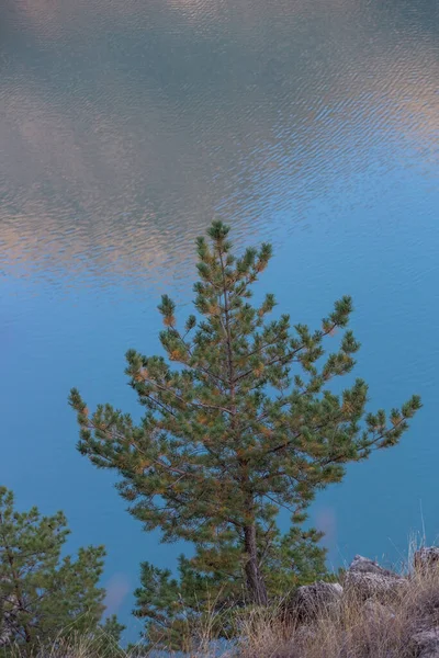 Dennenboom op een achtergrond van blauw water — Stockfoto