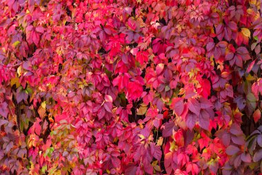 asması yaprakları.