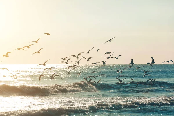 En flock fiskmåsar över havet — Stockfoto