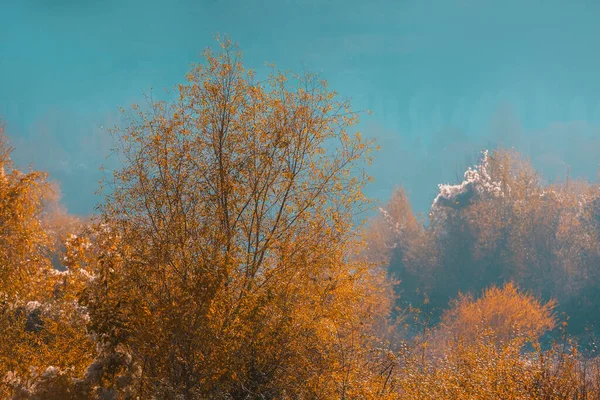 Majestueus Oranje Bos Blauwe Mist Herfst Mistig Landschap Dagestan Rusland — Stockfoto