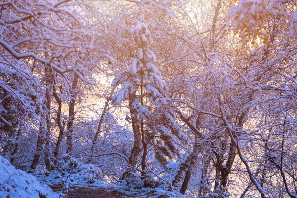 Bajkowy Las Śniegu Gałęzie Sosny Pokryte Śniegiem Zimowe Naturalne Tło — Zdjęcie stockowe