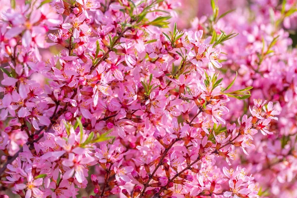 Körsbärsblommor Nära Håll Natur Blommig Bakgrund Rosa Körsbärsblommor Våren Säsongsbetonade — Stockfoto